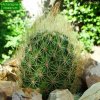 Acharagma _roseanum _01